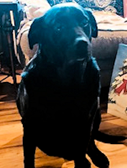 Davis' dog Bloo