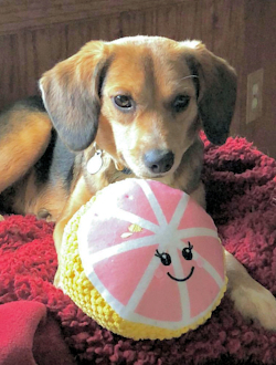 Davis' dog Daisy